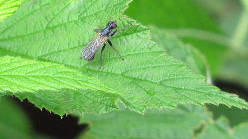 Cordilura rufipes