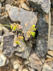 Euphorbia taurinensis