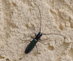 Agapanthiola leucaspis