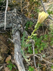 Lactuca tuberosa