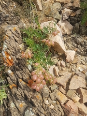 Astragalus chorinensis
