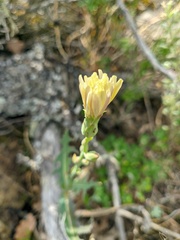 Lactuca tuberosa