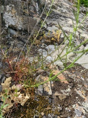 Stachys angustifolia