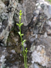 Stachys angustifolia