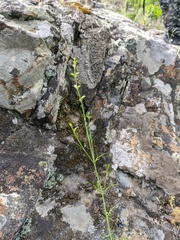 Stachys angustifolia