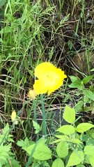 Papaver cambricum