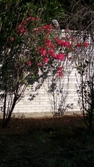 Bougainvillea