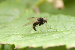 Chrysopilus cristatus