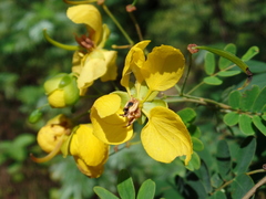 Senna trachypus