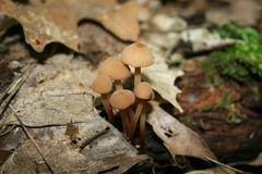Marasmius cohaerens lachnophyllus