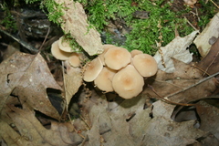 Marasmius cohaerens lachnophyllus