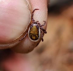 Ixodes acutitarsus