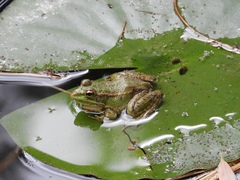 Pelophylax perezi
