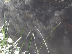 Calopteryx xanthostoma