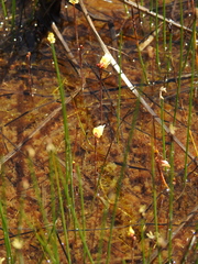 Utricularia minor