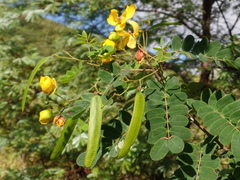 Senna trachypus