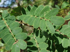 Senna trachypus