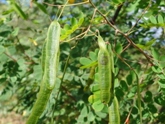 Senna trachypus