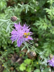 Agapostemon virescens