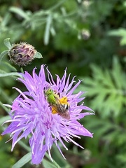 Agapostemon virescens