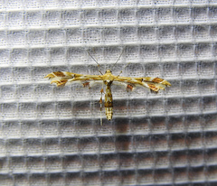 Geina periscelidactylus