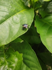 Alcaeorrhynchus grandis