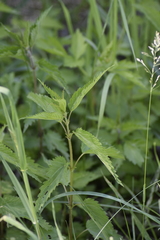 Urtica galeopsifolia