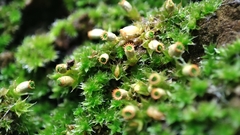 Venturiella sinensis