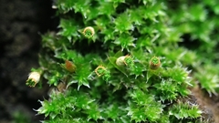 Venturiella sinensis