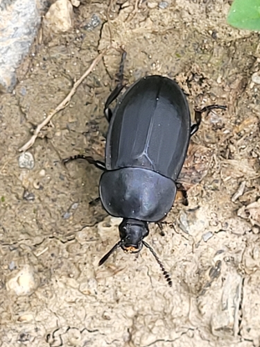 Zdochlinár obyčajný (Silpha obscura)