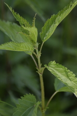 Urtica galeopsifolia