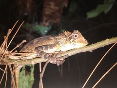 Gonocephalus kuhlii