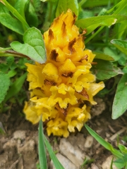 Orobanche colorata