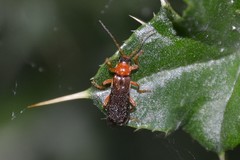 Cantharis nigra