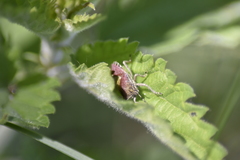 Dolycoris