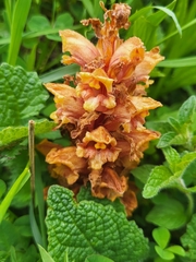 Orobanche colorata