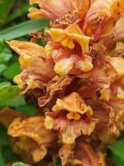 Orobanche colorata