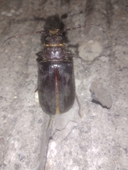 Aplagiognathus spinosus