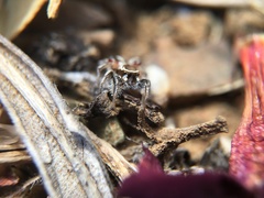 Habronattus formosus