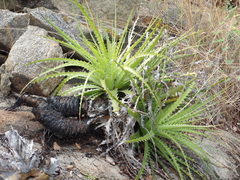 Encholirium spectabile