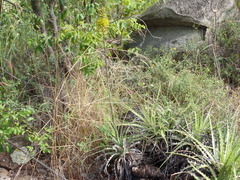 Encholirium spectabile