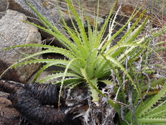 Encholirium spectabile