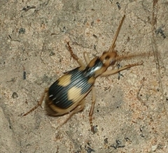Stenaptinus