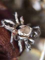 Habronattus formosus