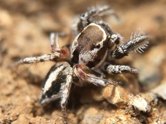 Habronattus formosus