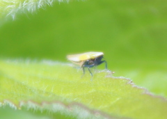 Diplocolenus
