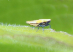 Diplocolenus