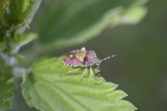 Dolycoris