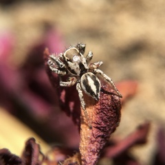 Habronattus formosus