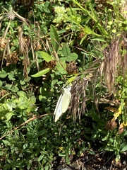 Pieris rapae